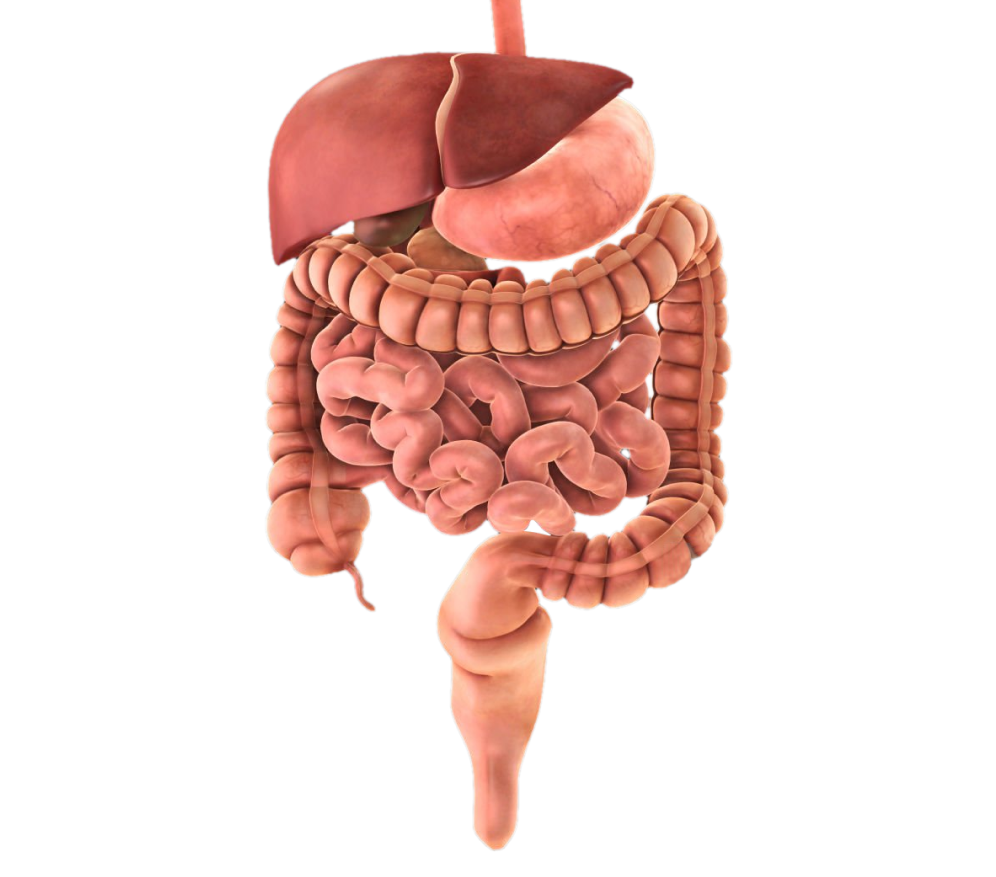 Types of Gastrointestinal GI Surgery