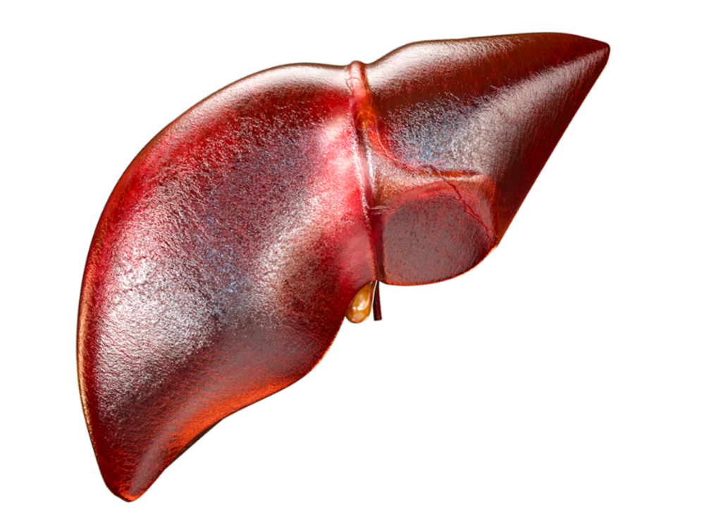 Healthy and diseased liver comparison